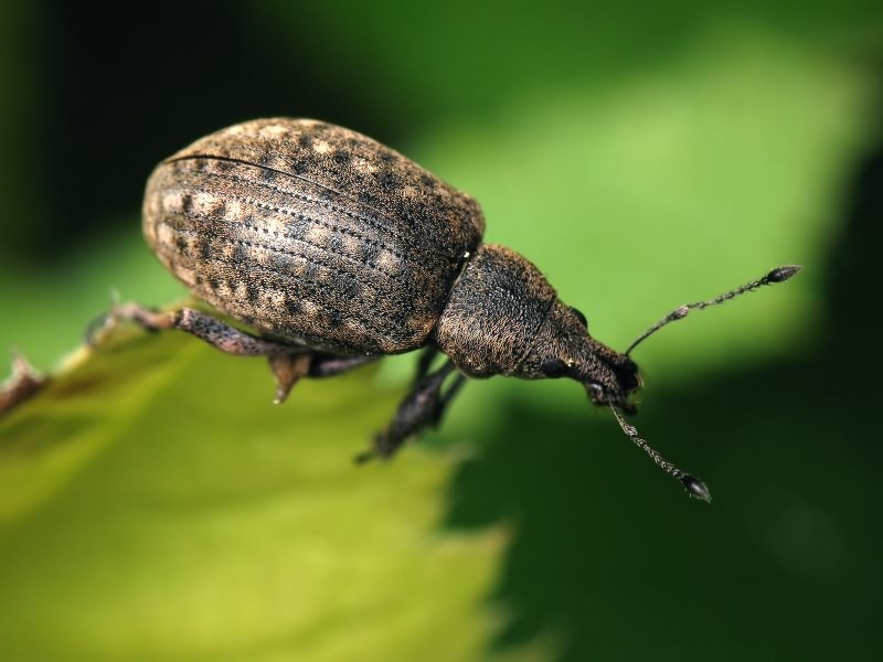 Liophloeus tessulatus (Müller, 1776)